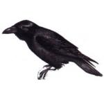 Corvus