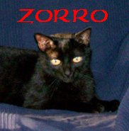 Zorro