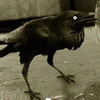 Crow