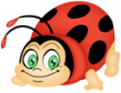 ladybird