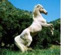 Shadowfax