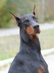 DoberOzzy