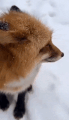 foxer132