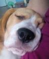 Onika_the_beagle