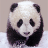 panda2006