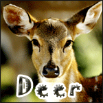 Deer