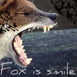 Fox is Smile