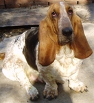 ~Basset~