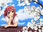 Blossoming sakura