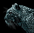 Gepard