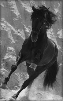 American saddlebred