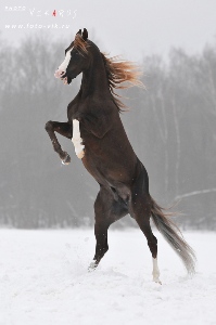 Sparky Horse