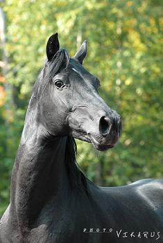 Black Beauty