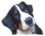ADZUMA