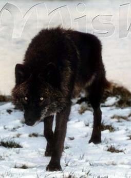 blackwolf