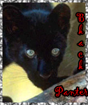 Black Panter