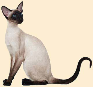 Пламенная Комета Пламенная Комета