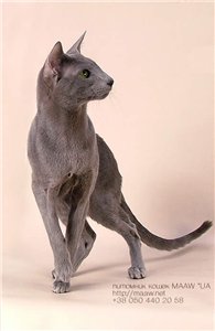 Пепел Пепел