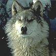 Wolf_Alex