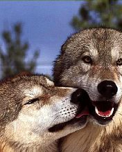 ������� �����