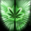 Cannabis-