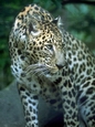 Leopardik
