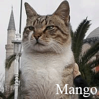 Mango