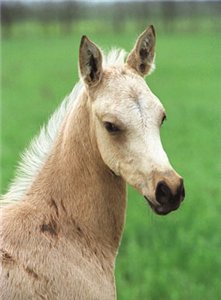 Baby horse