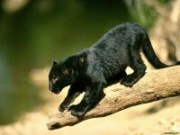 ������� ����