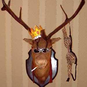 Stag