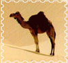 Верблюжонок
