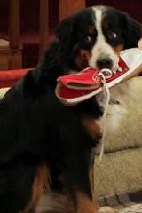 �����(������)