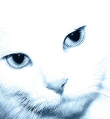 ������� �������� ������