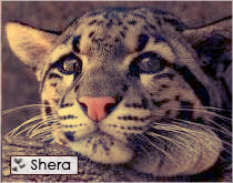 Shera