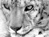 ������� ����