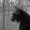 cat of rain