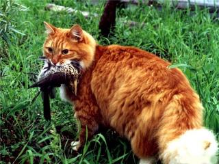 ������� ����