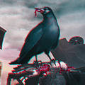 Dark-Raven
