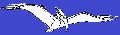 White Pterodactile