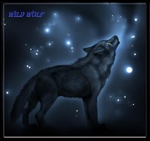 Wild wolf