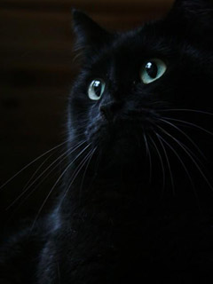 Frank