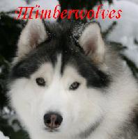 imberwolves