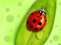 lady_bug