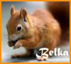 belka