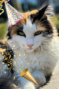 ������