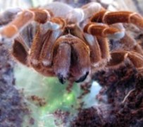 ������� ������