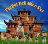 T'aiBet Bell