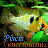PiscisVenetiolanus