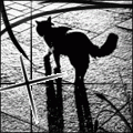 Alone Shadow Cat