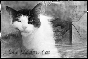 Alone Shadow Cat